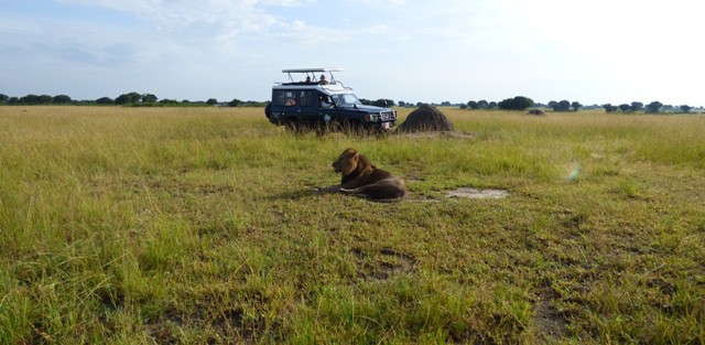 Game Drive Queen Elizabeth Tubale Safaris