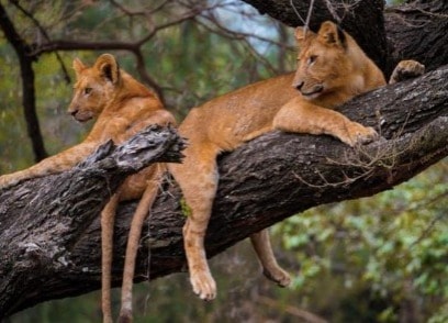 5 Days 4 - nights Tanzania Budget Group Joining Safari