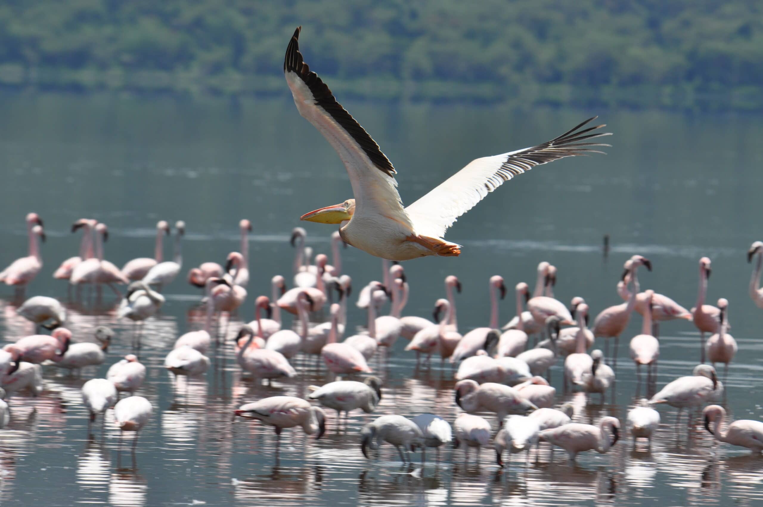 Lake Nakuru 7