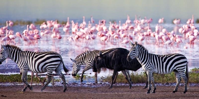 Lake Nakuru National Park Copy
