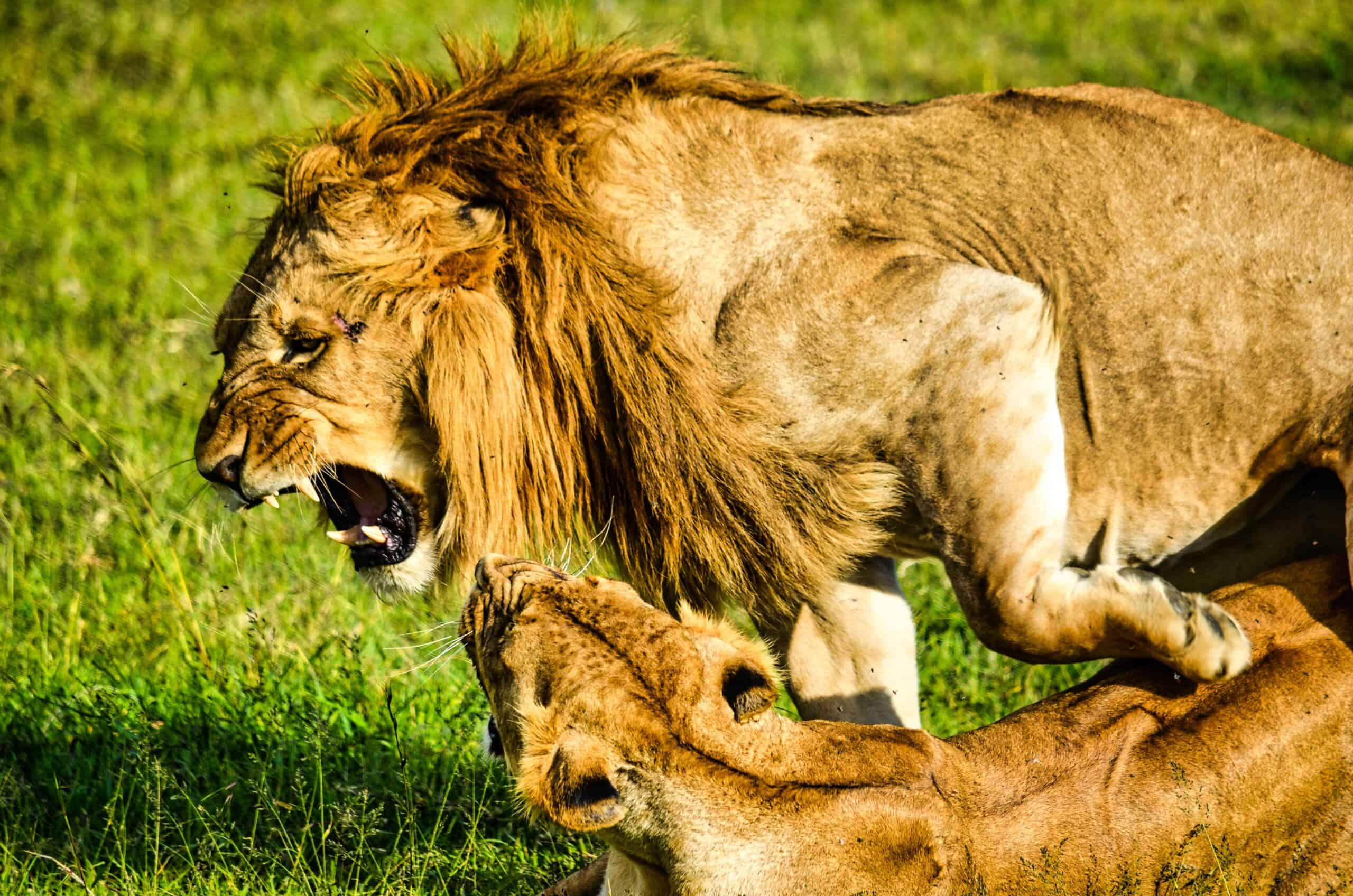 Pexels Bibhash (knapsnacklife) Banerjee 8341225