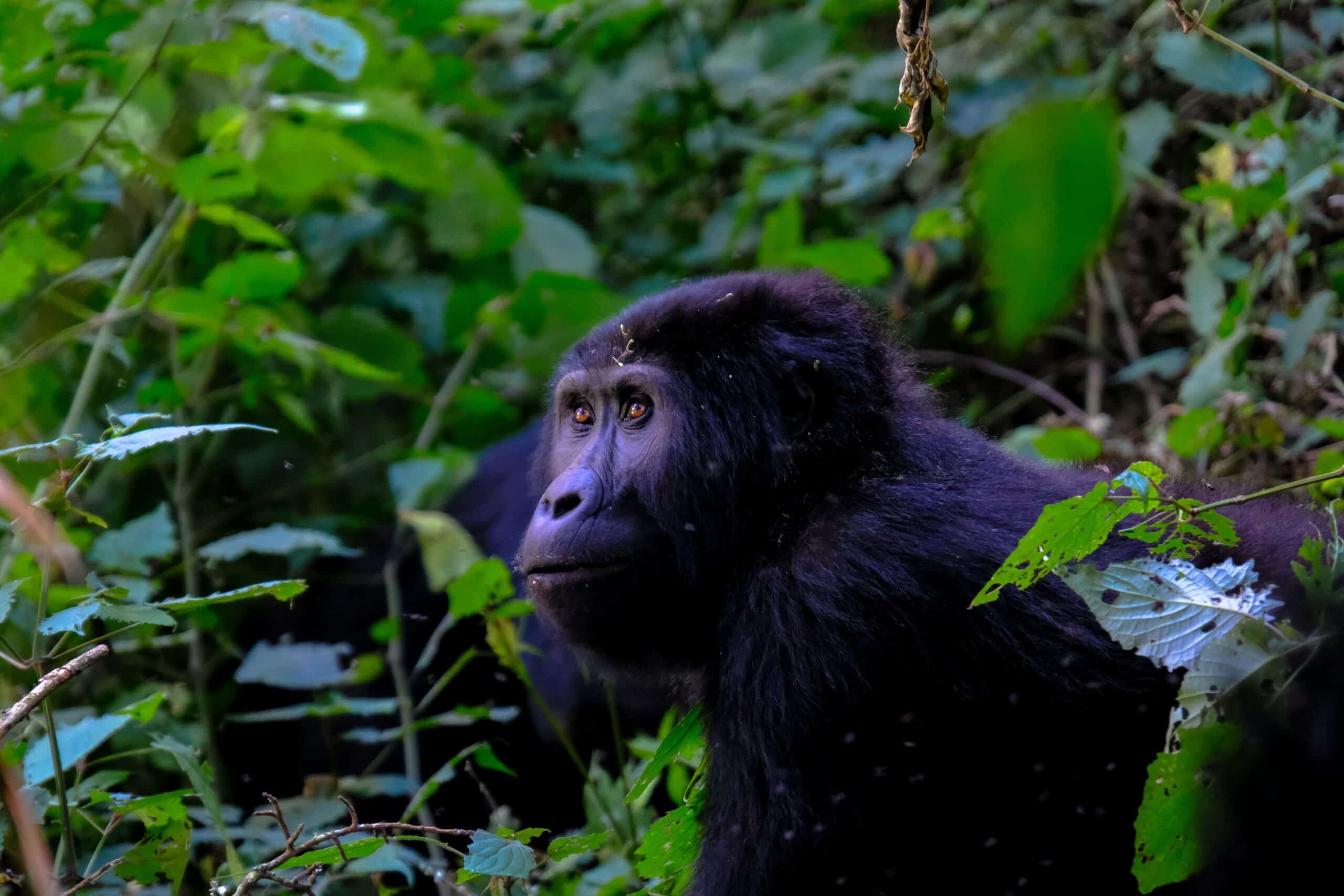 Pexels Francesco Ungaro 1238277