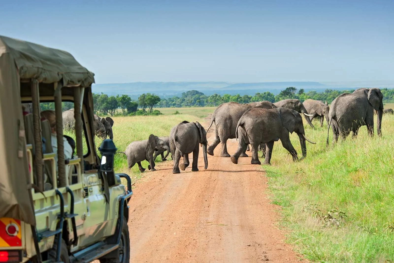 Safari Drive Elephants