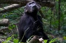 4-Day Gombe chimpanzee trekking adventure