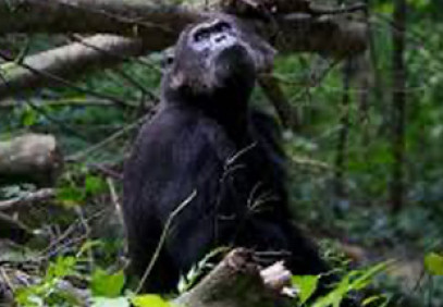 4-Day Gombe chimpanzee trekking adventure