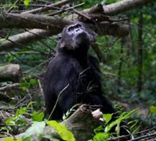 Safarideal Pocho Tours Gombe Chimps 01