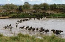 7-Day Masai Mara, Nakuru, Naivasha & Amboseli Safari