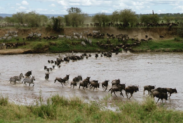 Wildebeest Migration