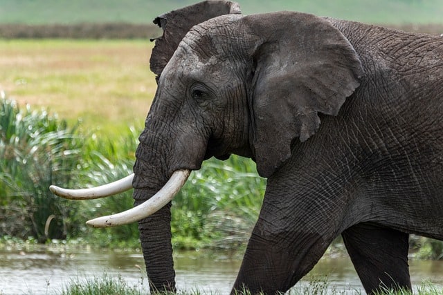 1 Day Trip To Tarangire National Park