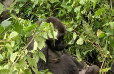 5 Days Rwanda and Uganda Safari