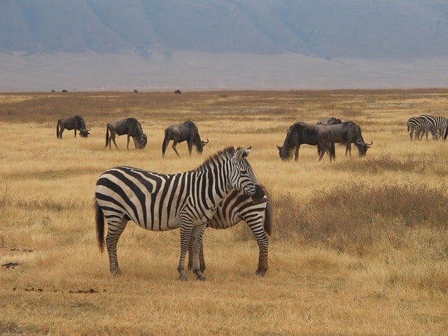 5 Days Tanzania Safari Tour