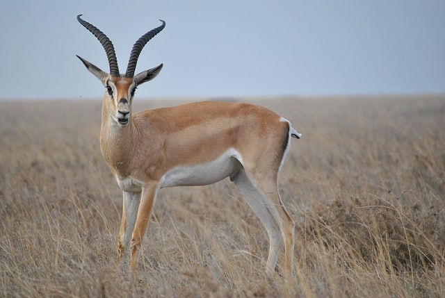6 Days Tanzania Safari