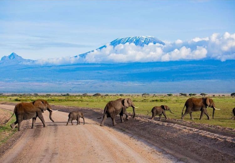 Amboseli Safaris