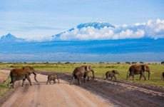 7 Days Amboseli, Lake Naivasha, Nakuru & Masai Mara Safari