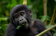 3-Day Gorilla Trekking & Relaxation at Lake Bunyonyi