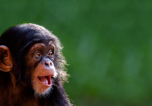 Close Up Portrait Of A 10 Month Old Baby Chimpanzee Smiling With Room For Text