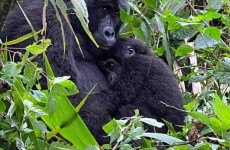 3 Days Bwindi Gorilla Trekking