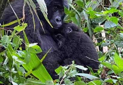 3 Days Bwindi Gorilla Trekking