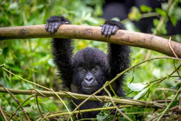 3 Days Bwindi Gorilla Safari