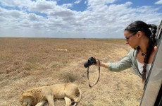 1-Day Ngorongoro Crater Safari