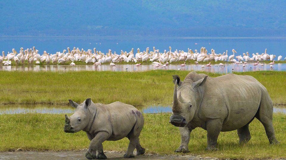 Lake Nakuru Naitional Park