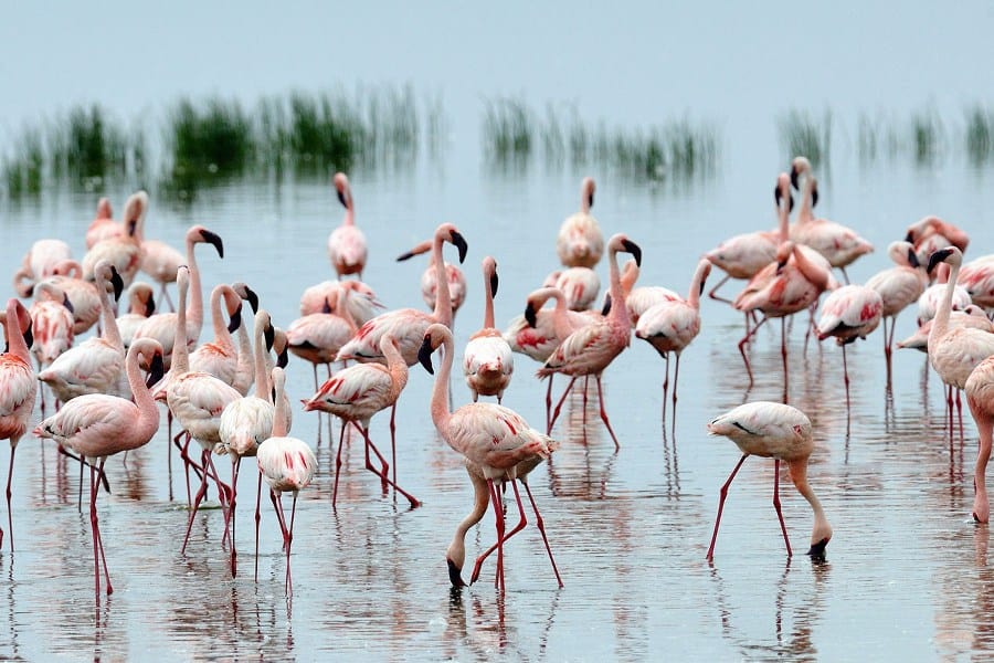 Lake Nakuru