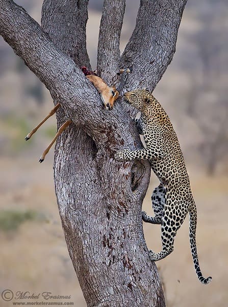 Leopard Ascent