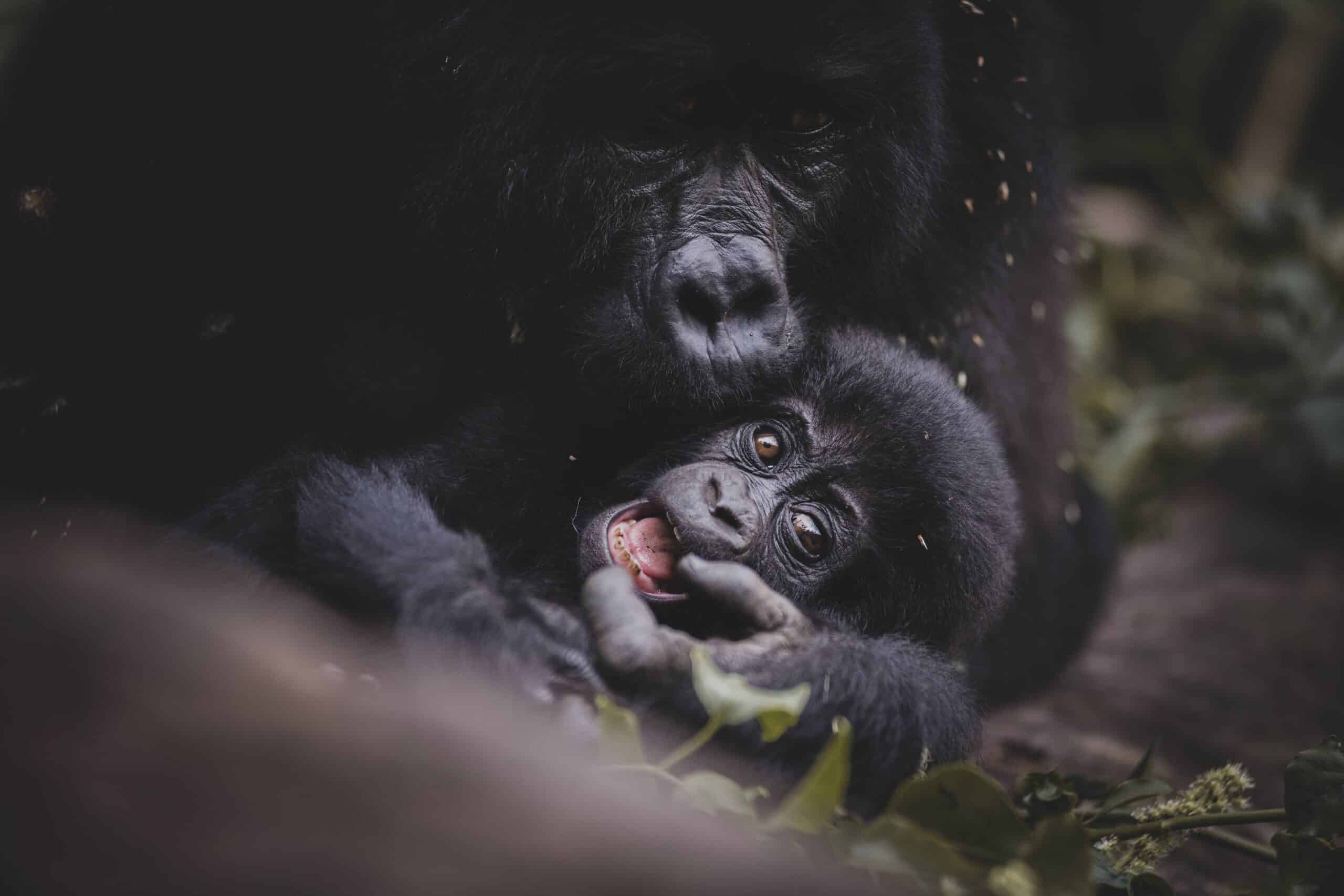 3 Days Gorilla Trekking and Batwa experience in Bwindi Impenetrable National Park