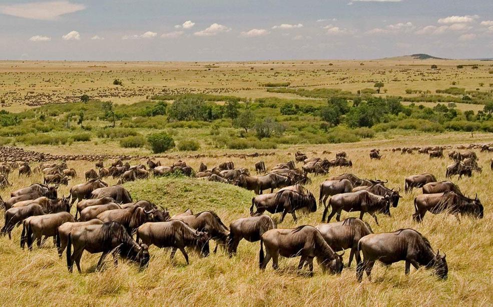 Mara Wildebeest