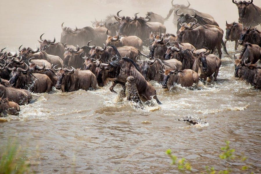 Masai Mara Migration