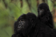 3 Days Bwindi Gorilla Trekking and Batwa Trail