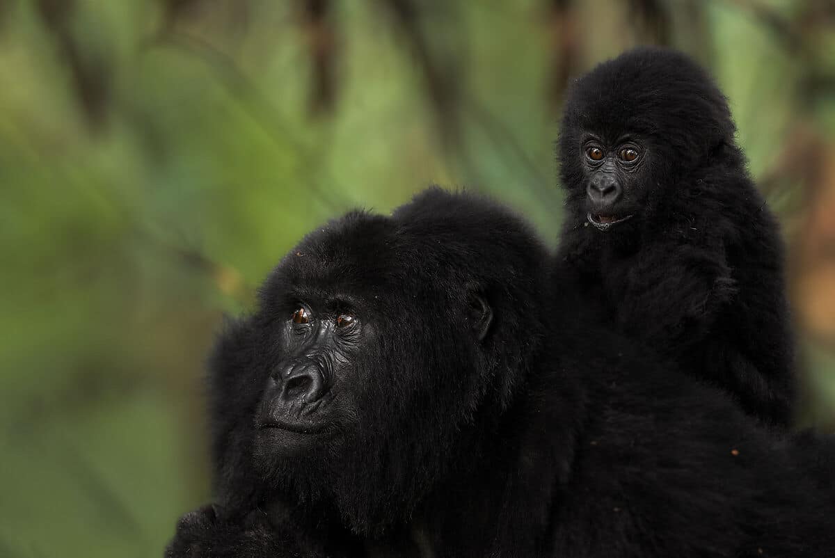 Mother Gorilla At Bwindi