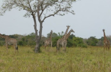 Day Trip to Saadani National Park-From Tanga City-Tanzania