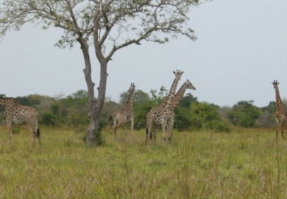 Day Trip to Saadani National Park-From Tanga City-Tanzania