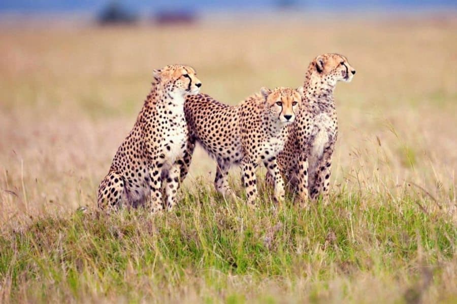 Serengeti Safaris3