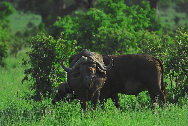 Best Of Tanzania Safari