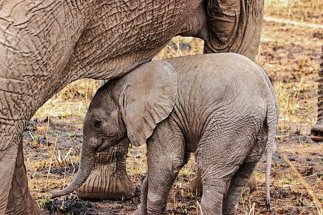 Best Tanzania Safari Serengeti Migration