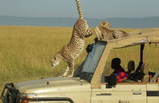 5-Day Masai Mara, Lake Nakuru, Lake Naivasha Magical Wildlife Safari
