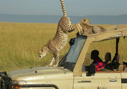 5-Day Masai Mara, Lake Nakuru, Lake Naivasha Magical Wildlife Safari