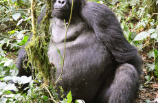 6-Day Uganda Wildlife Viewing & Gorilla Trekking