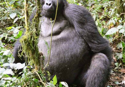 6-Day Uganda Wildlife Viewing & Gorilla Trekking