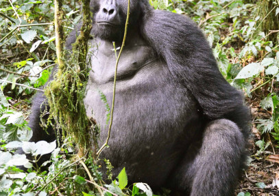 6-Day Uganda Wildlife Viewing & Gorilla Trekking