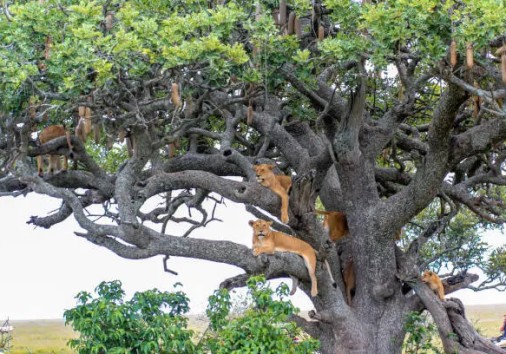 Istockphoto 866612654 612x612