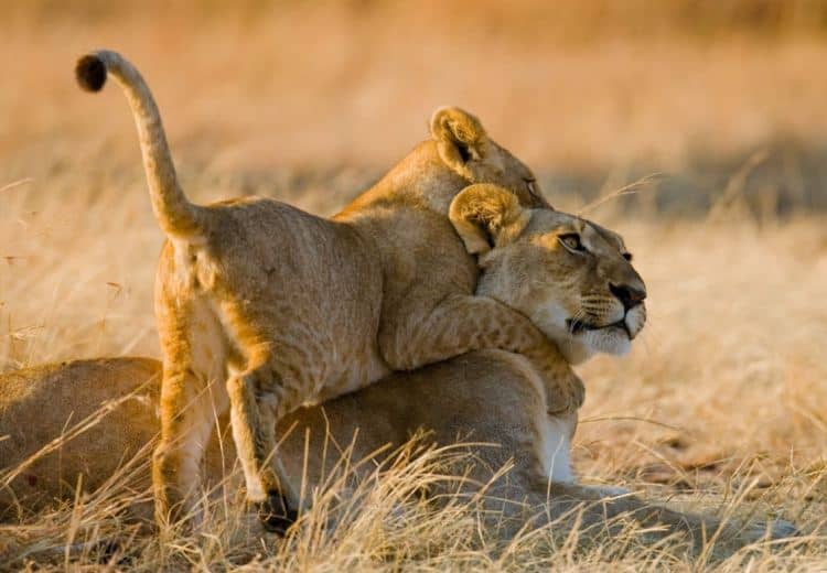 Mara Tours