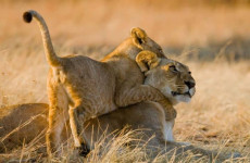 4 Days Masai Mara & Lake Nakuru Safari