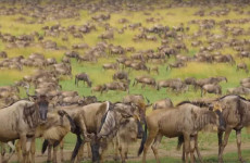 5-Day Manyara, Ngorongoro, Serengeti & Tarangire Safari