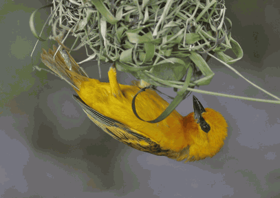 17-Days Ghana Birding, Nature and  Wildlife Tour