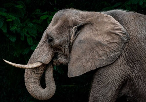 Portrait Of A Large Old Elephant In Front Of Trees On A Rainy Day.