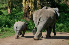 4 Days Tanzania Safari to Serengeti & Ngorongoro Crater