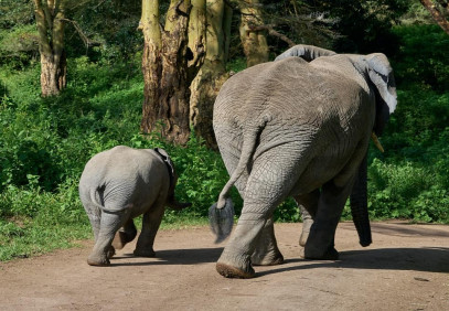 4 Days Tanzania Safari to Serengeti & Ngorongoro Crater